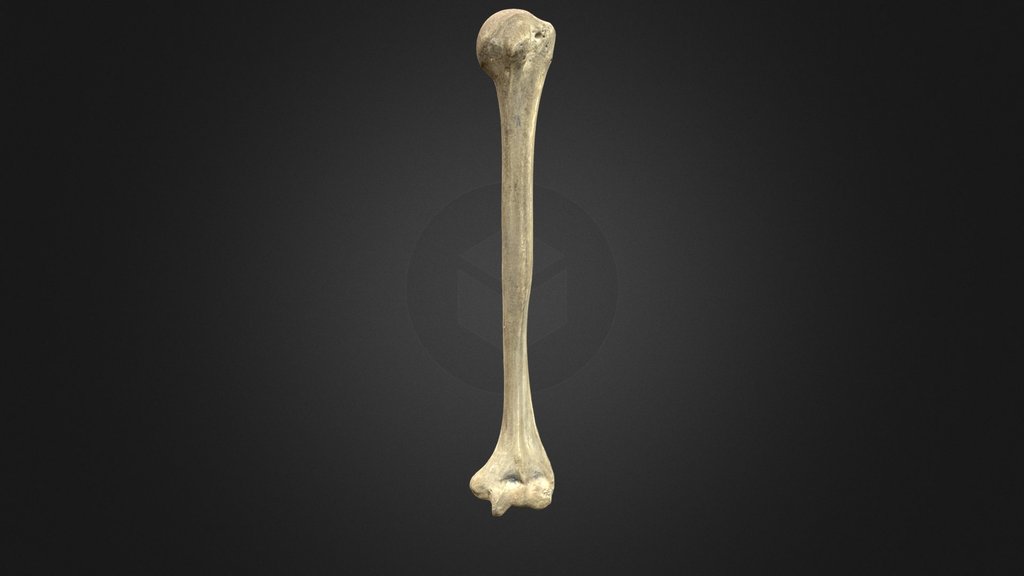 Upper Limb 3D - A 3D model collection by anatomydecoded - Sketchfab