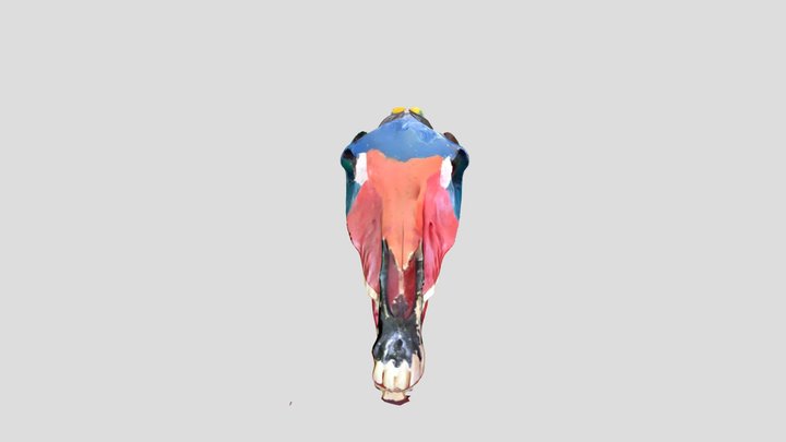 Tête de cheval 3D Model