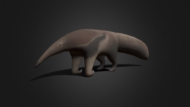 Anteater 3D Model