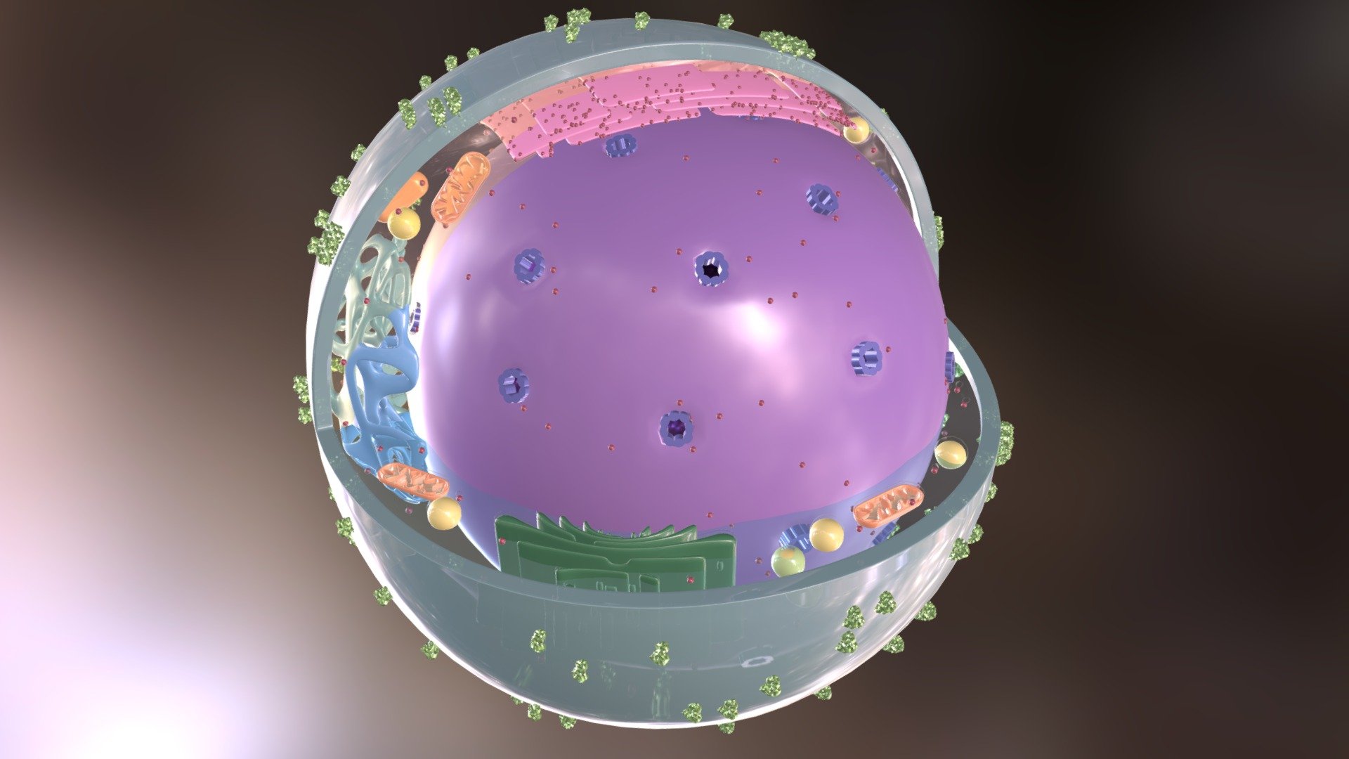 Memory T Cell - 3D model by gatidey [3ca3226] - Sketchfab