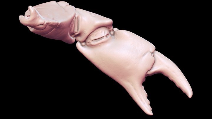 Revopoint Mini - Crab claw