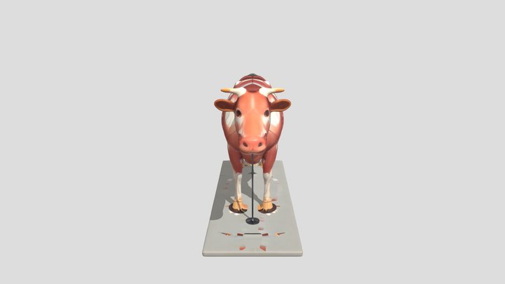Bovine Muscle Anatomy 3D Model