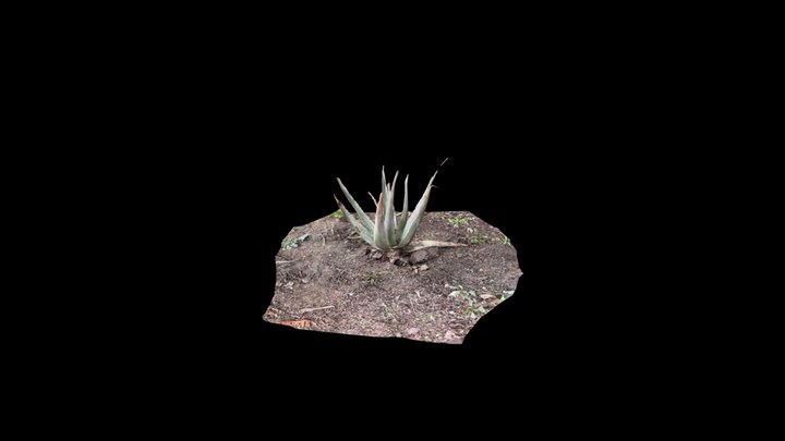 Aloe Vera 05 (raw photogrammetry scan) 3D Model