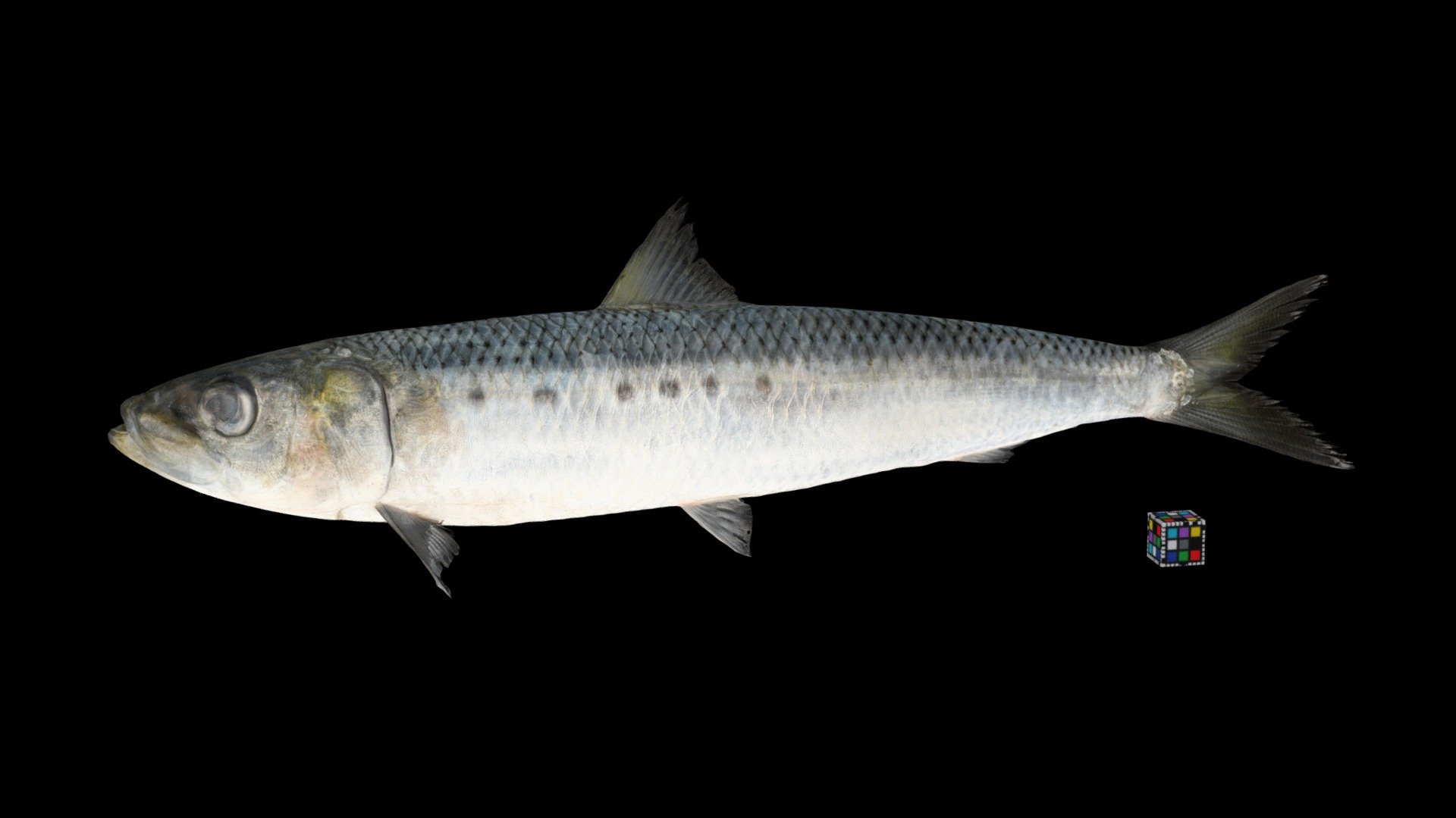 マイワシ Spotline Sardine, Sardinops melanostictus