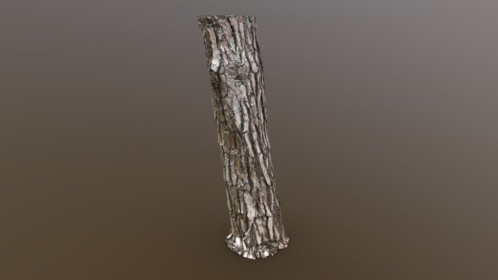 Stone Pine