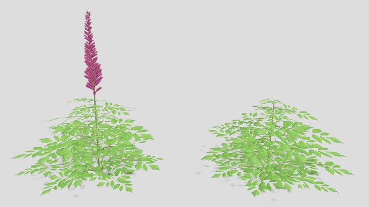 Astilbe chinensis 'Pumila' - Chinese Astilbe 3D Model