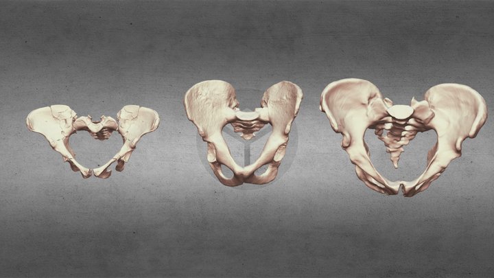 Afarensis, Ergaster, Neanderthal Pelvises