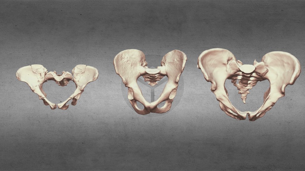 Afarensis, Ergaster, Neanderthal Pelvises