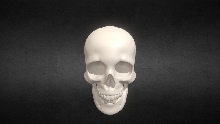 Skull 3D Model