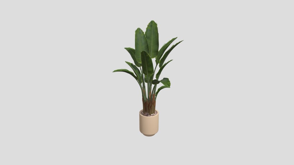 Plant