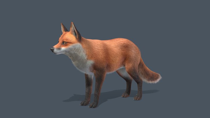 Fox 3D Models for Download