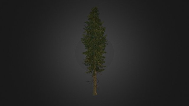 Tree spruce .2 3D Model