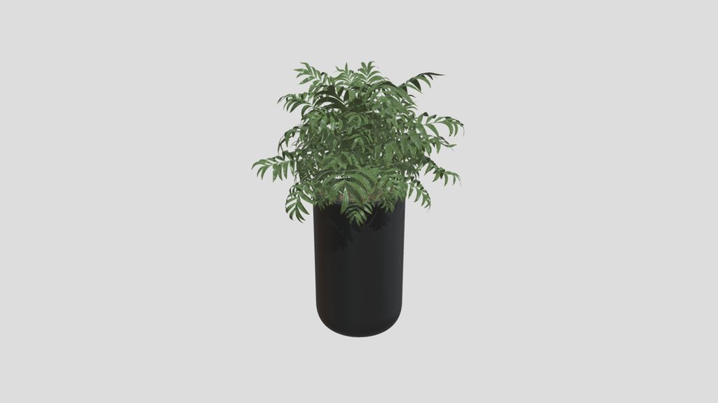 Compact Bamboo Palm Planter
