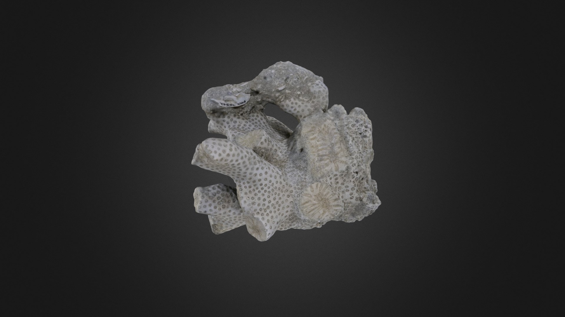 Coral: Septastrea crassa (PRI 45562)