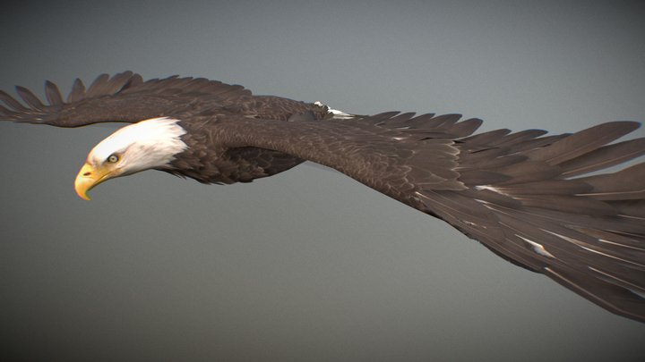 Animalia - Bald and Golden Eagle 3D Model