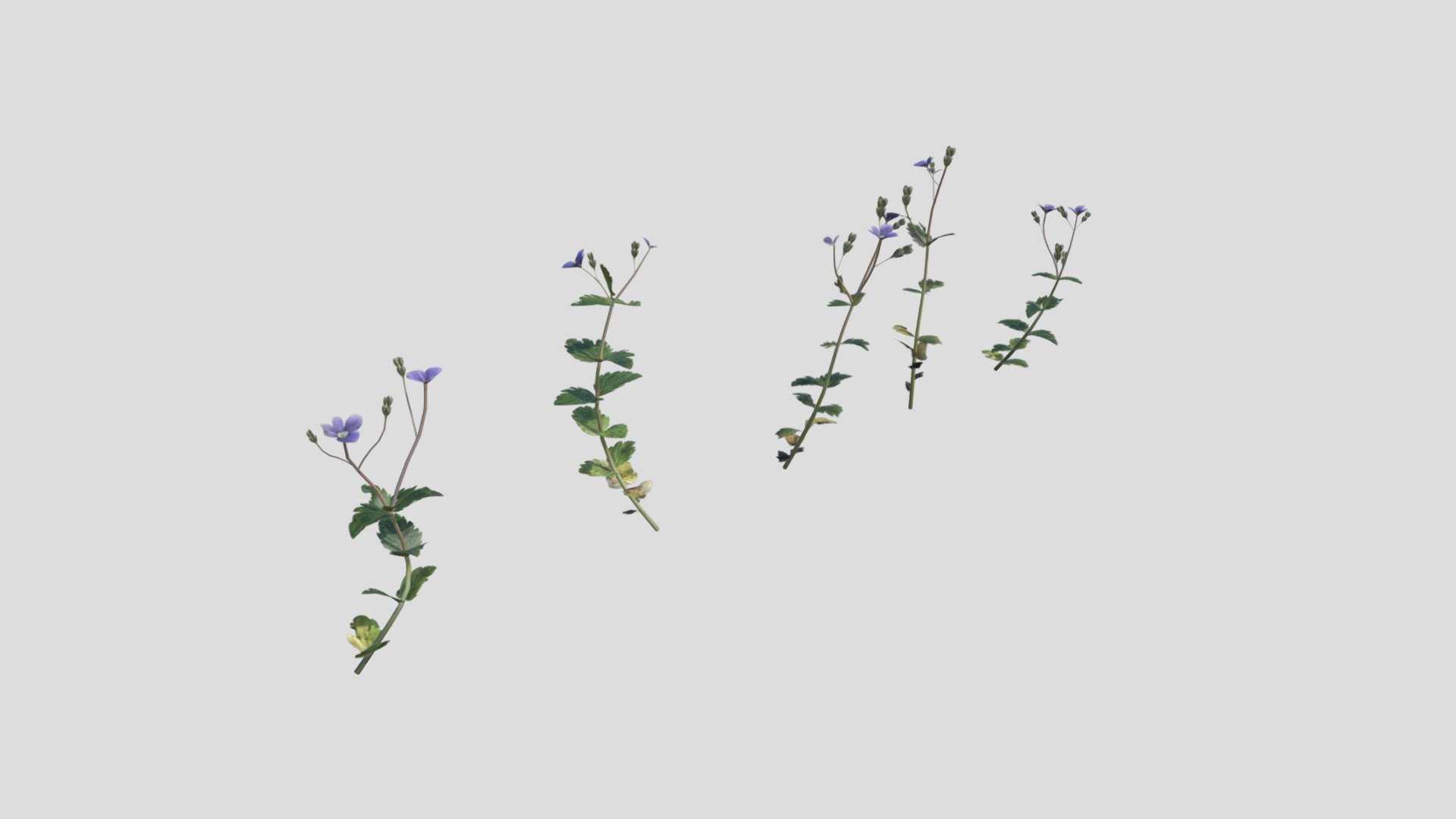 Speedwell Pack