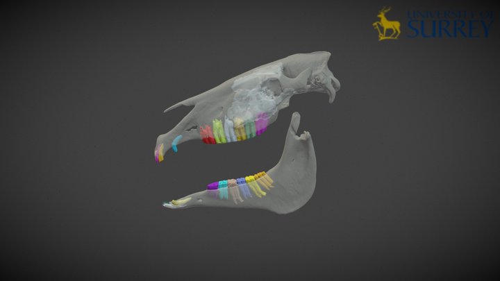 Horse Dentition Model 3D Model