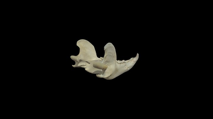 Bear Mandible 3D Model