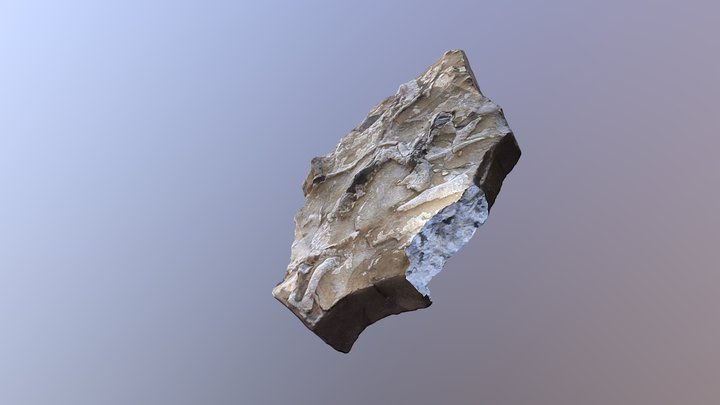 Free the Fossil 3D Model