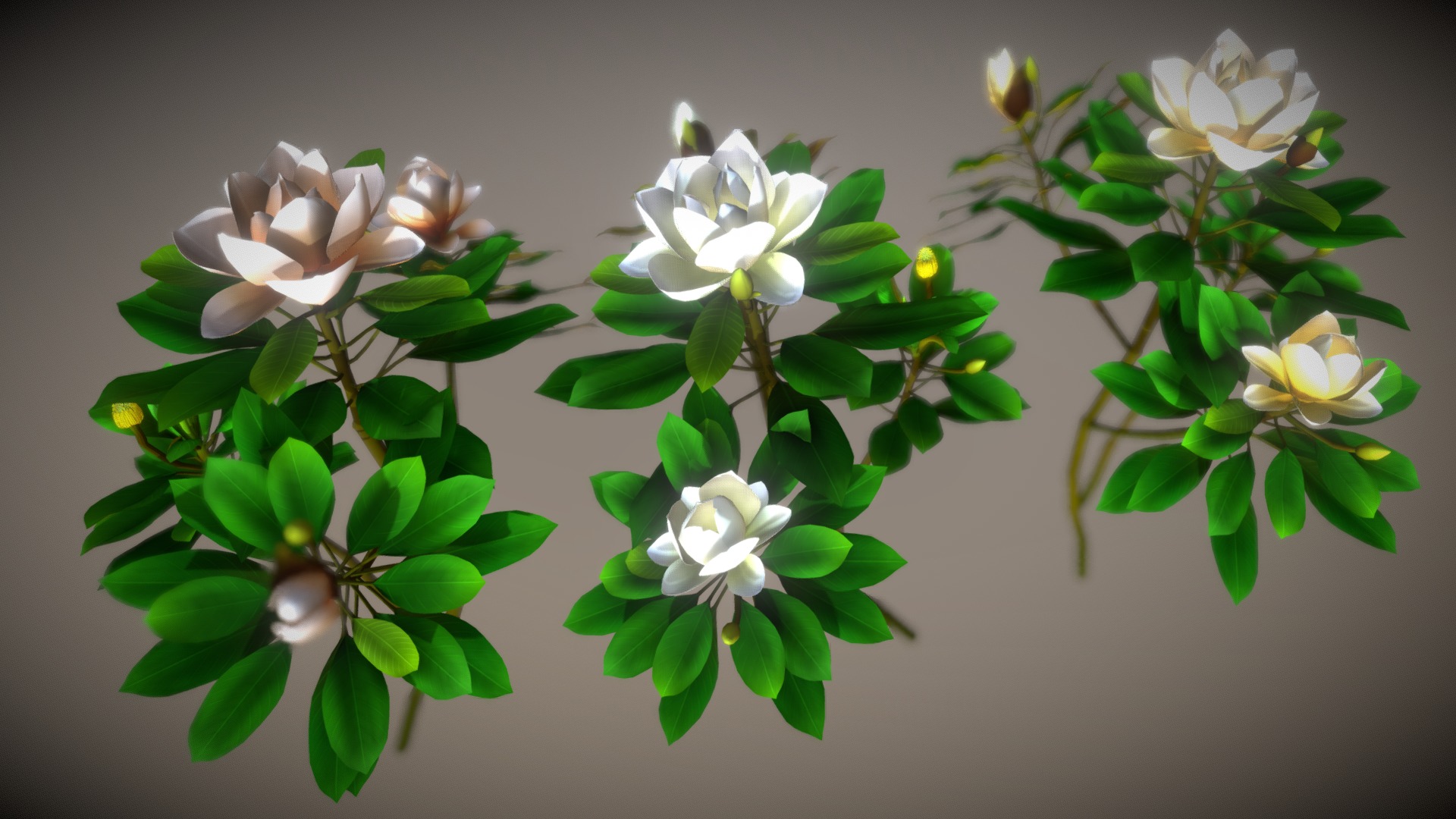 3D model Flower Magnolia - This is a 3D model of the Flower Magnolia. The 3D model is about a group of flowers.