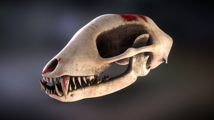 Animal skull - Game asset 3D Model