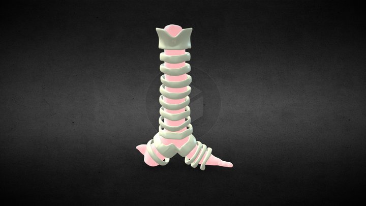 Trakea 3D Model