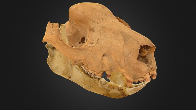 Cuscus Skull (Cranium and Mandible) 3D Model