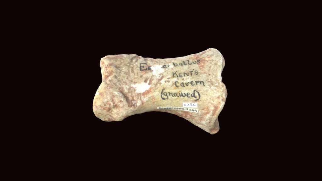 Pleistocene Horse Bone - Download Free 3D model by Scarborough Museums ...