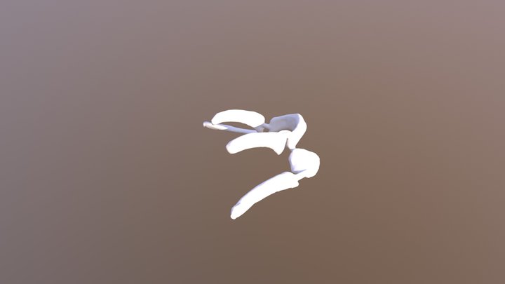 Treeshrew Hyoid 3D Model