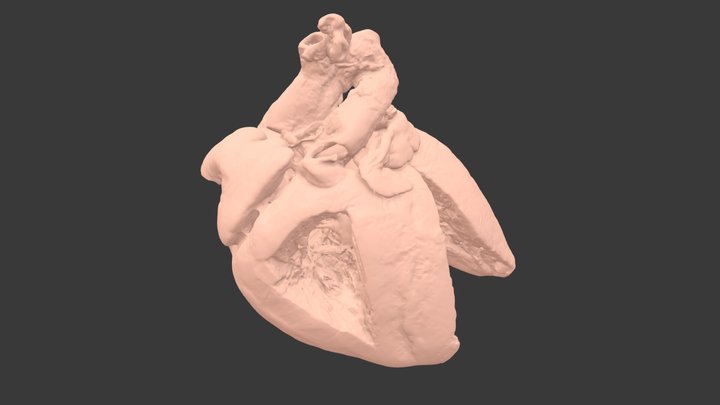 PDA #4 - {S,D,S} with PDA and PFO 3D Model