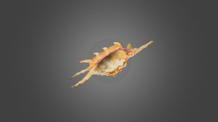 Shell 3D Model