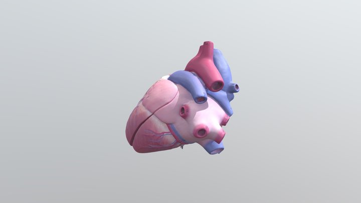 Dog heart 3D Model