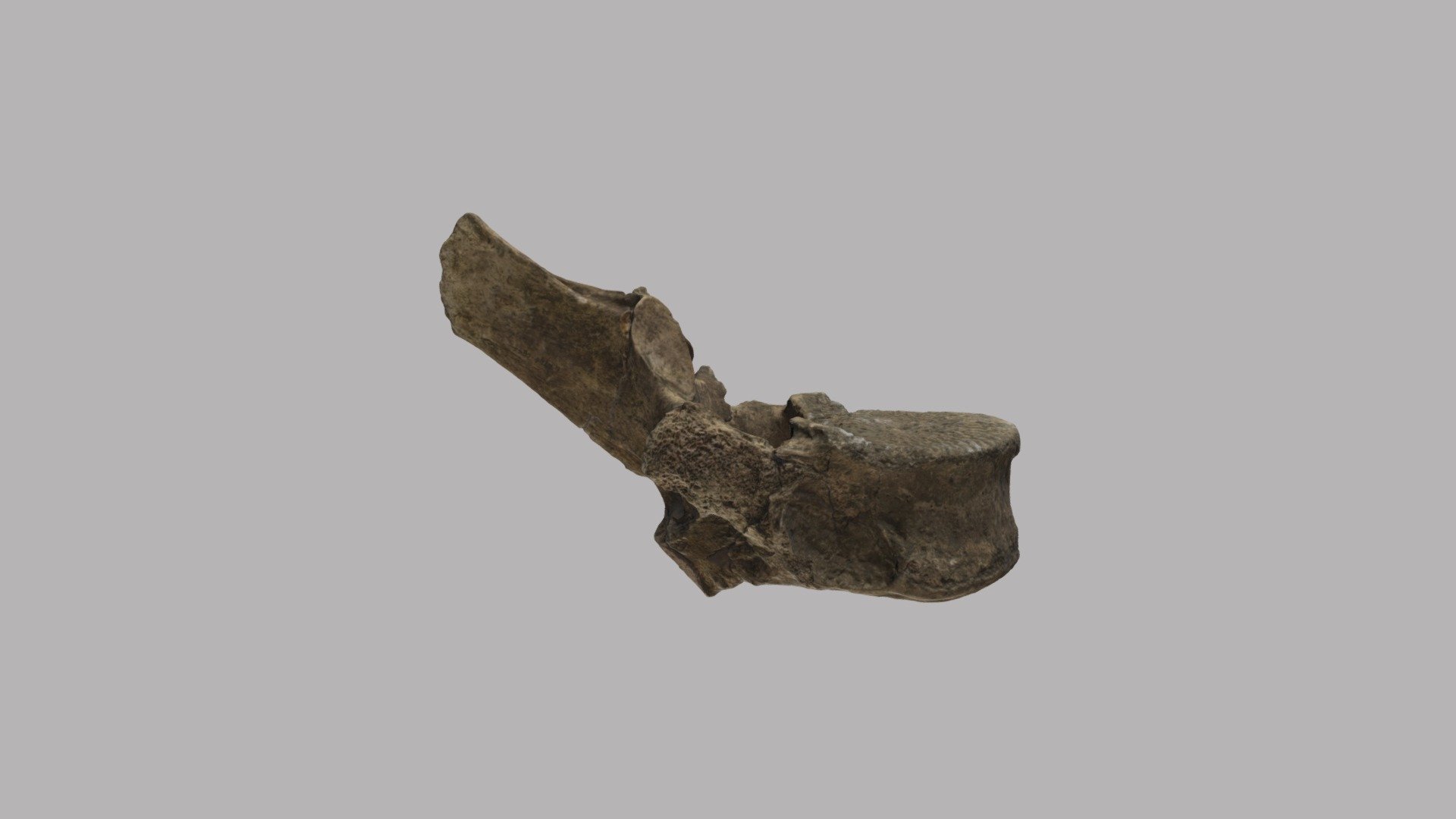 WSC19786 Vertebra