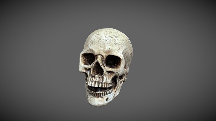Skull Prop 3D Model