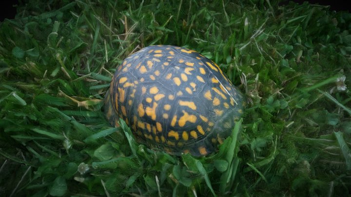 Box Turtle 2 3D Model