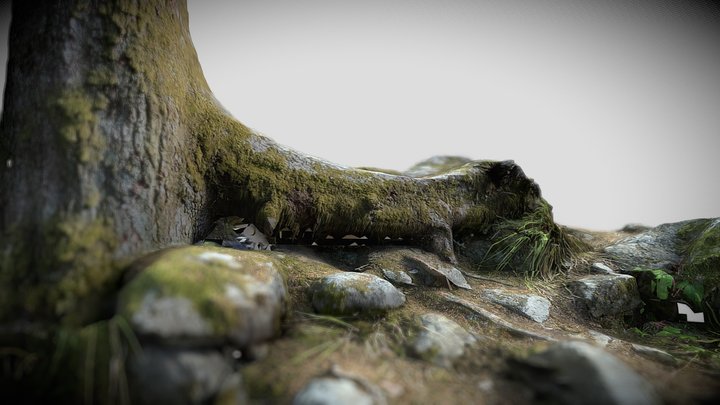 Tree roots on Rock 3D Model