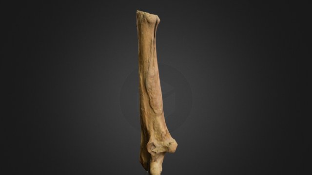 Ulna spiljskog medvjeda (sk. Jurica Korade) 3D Model