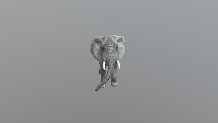 African elephan 3D Model