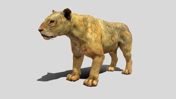 Filhote de tigre 3D model - Baixar Animais no