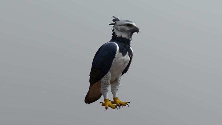 Harpy Eagle 3D Model