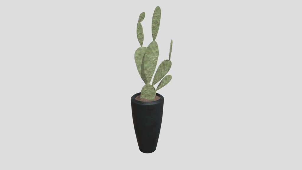 Cactuses Setc
