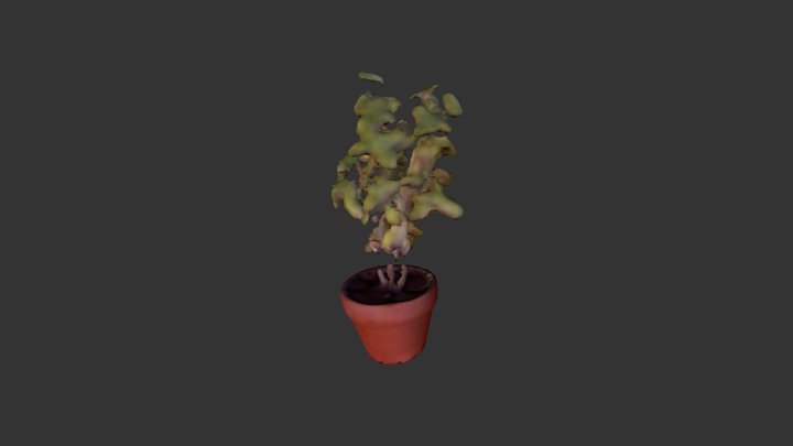 Plante-08 3D Model