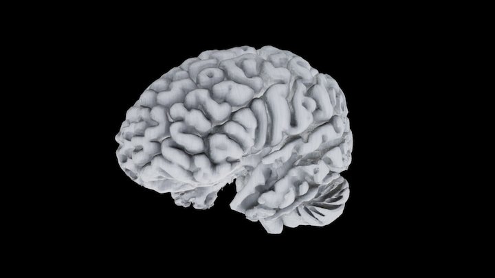 Brain Activity Simulation 3D Model