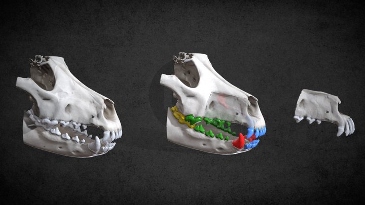 Unerupted canine tooth (ID5511) 3D Model