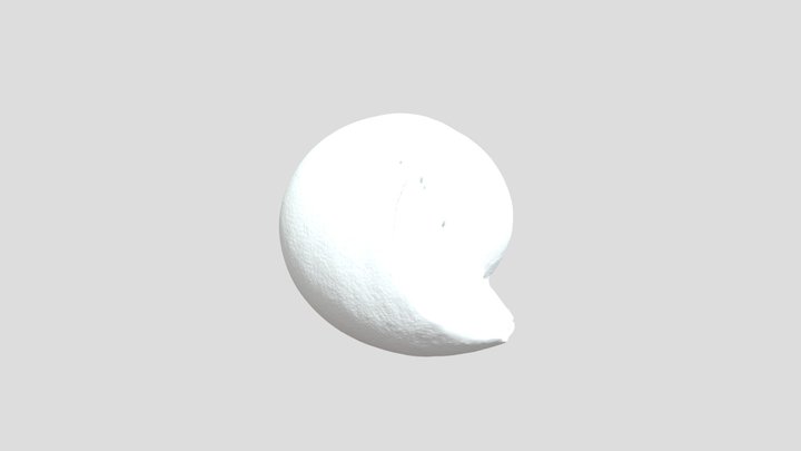 Gastropod Shell at OC 3D Model