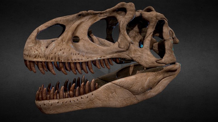 Allosaurus Skull 3D Model