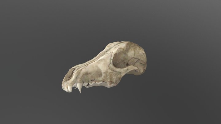 Dog skull 3D Model