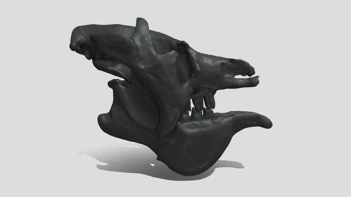 Megatherium Americanum Skull 3D Model