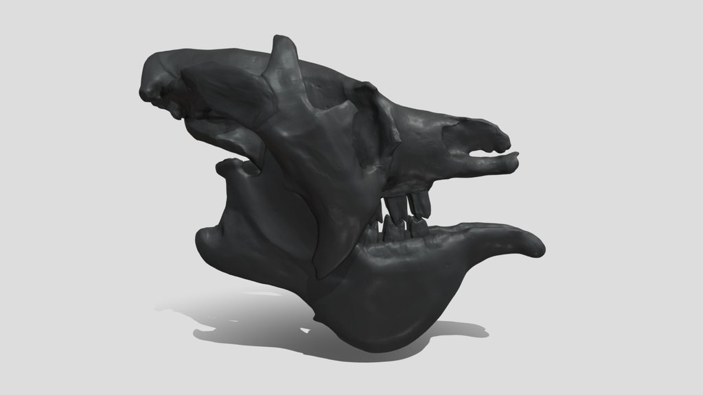 Megatherium Americanum Skull