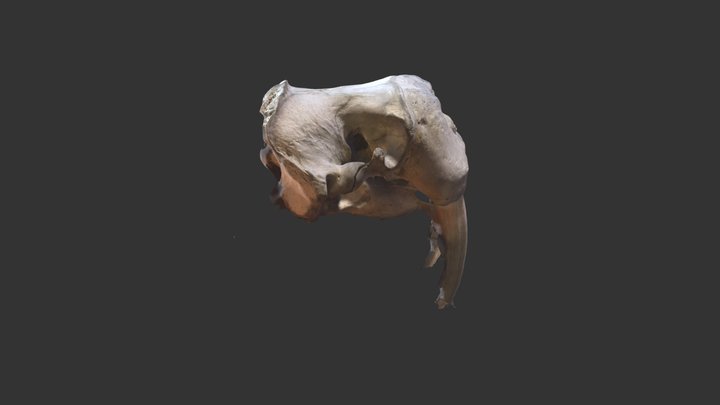 3D Walrus Skull 3D Model